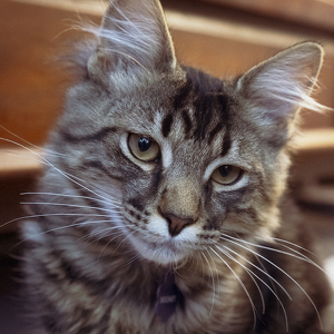 Fundraising Page: Kyra Felton